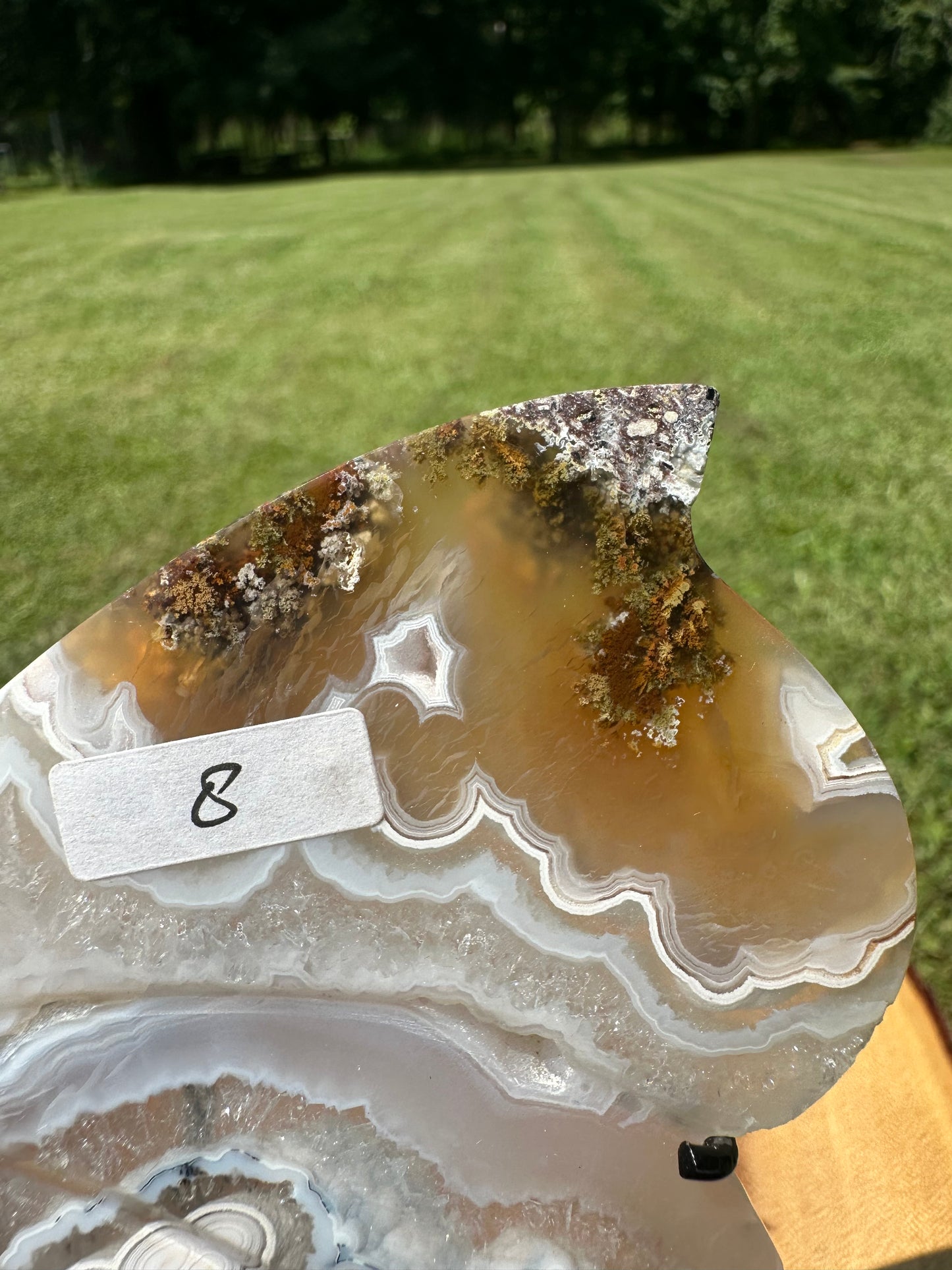 Orbicular Scenic Moss Butterfly (8)