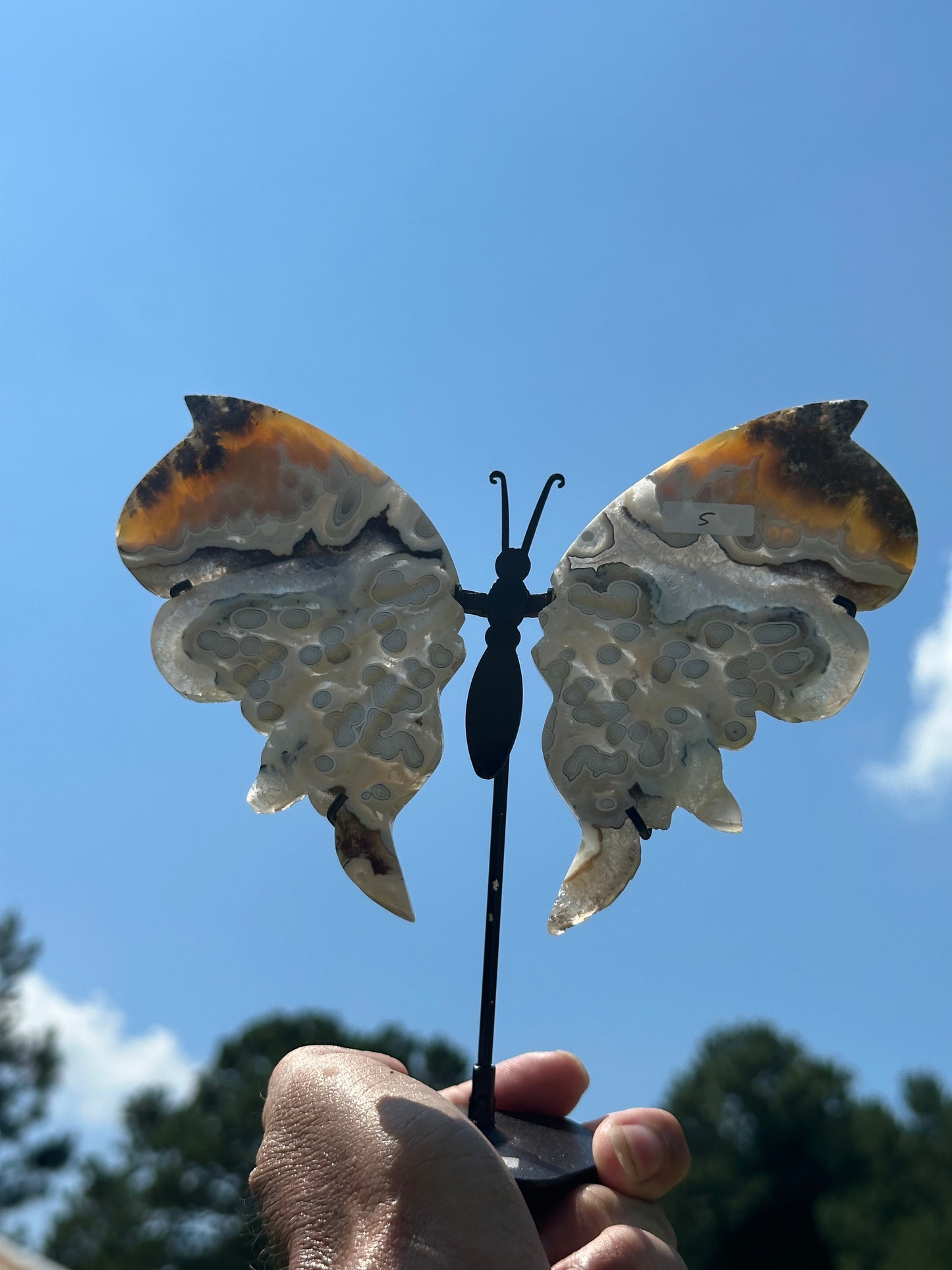 Orbicular Scenic Moss Butterfly (5)