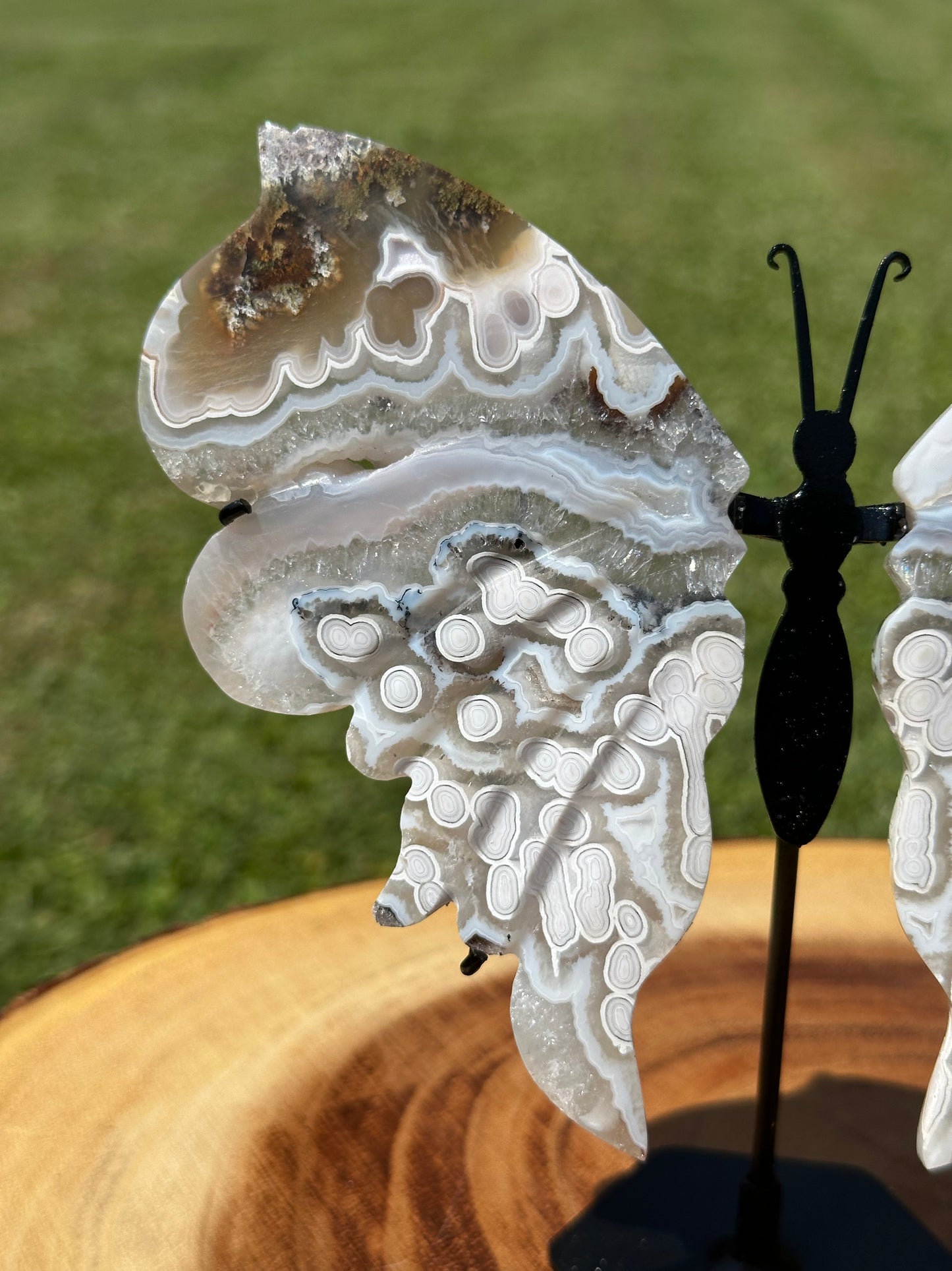 Orbicular Scenic Moss Butterfly (8)