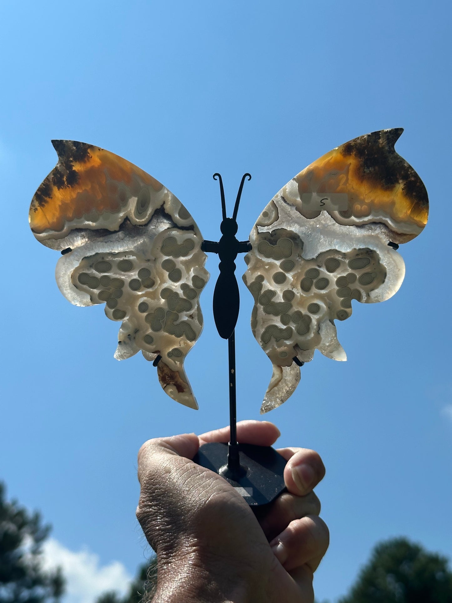 Orbicular Scenic Moss Butterfly (5)