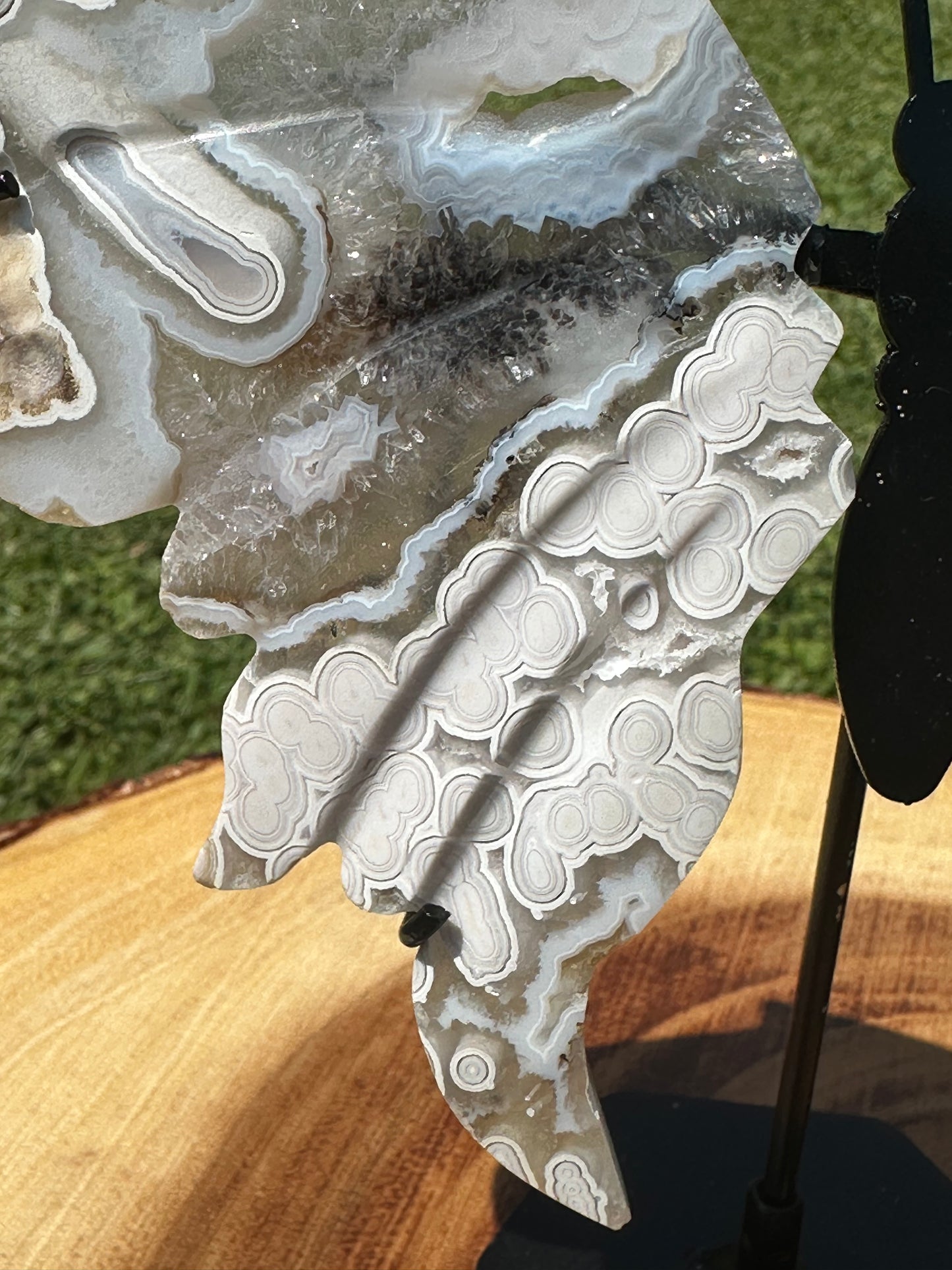 Orbicular Scenic Moss Butterfly (6)