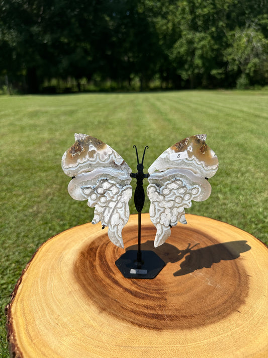 Orbicular Scenic Moss Butterfly (8)