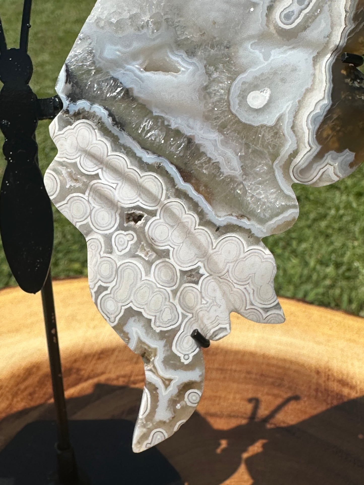 Orbicular Scenic Moss Butterfly (6)