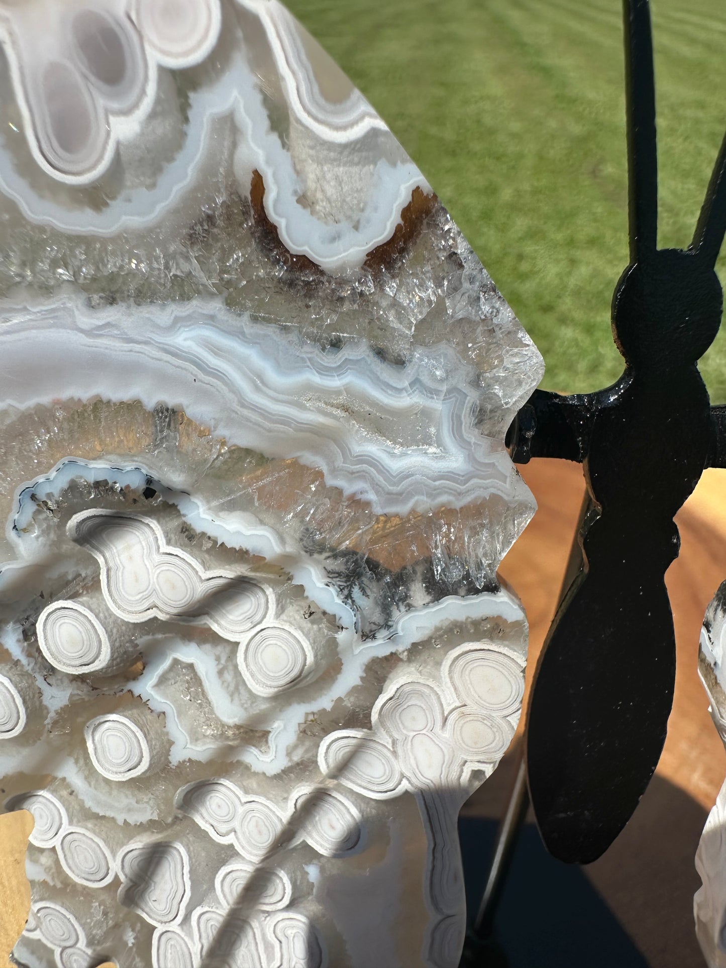 Orbicular Scenic Moss Butterfly (8)