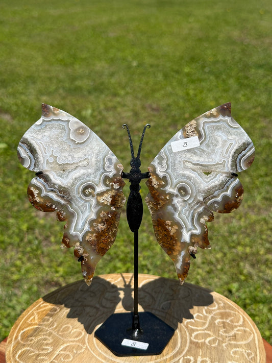 Orbicular Scenic Moss Butterfly Wings w/ stand (8)