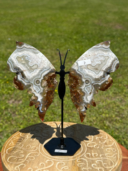 Orbicular Scenic Moss Butterfly (7)