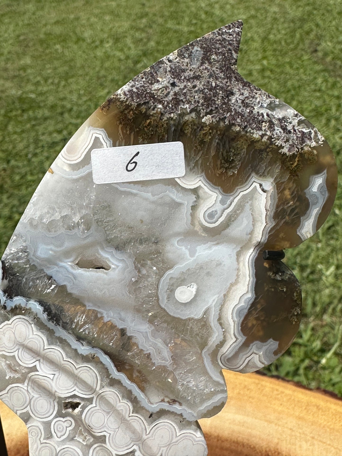 Orbicular Scenic Moss Butterfly (6)