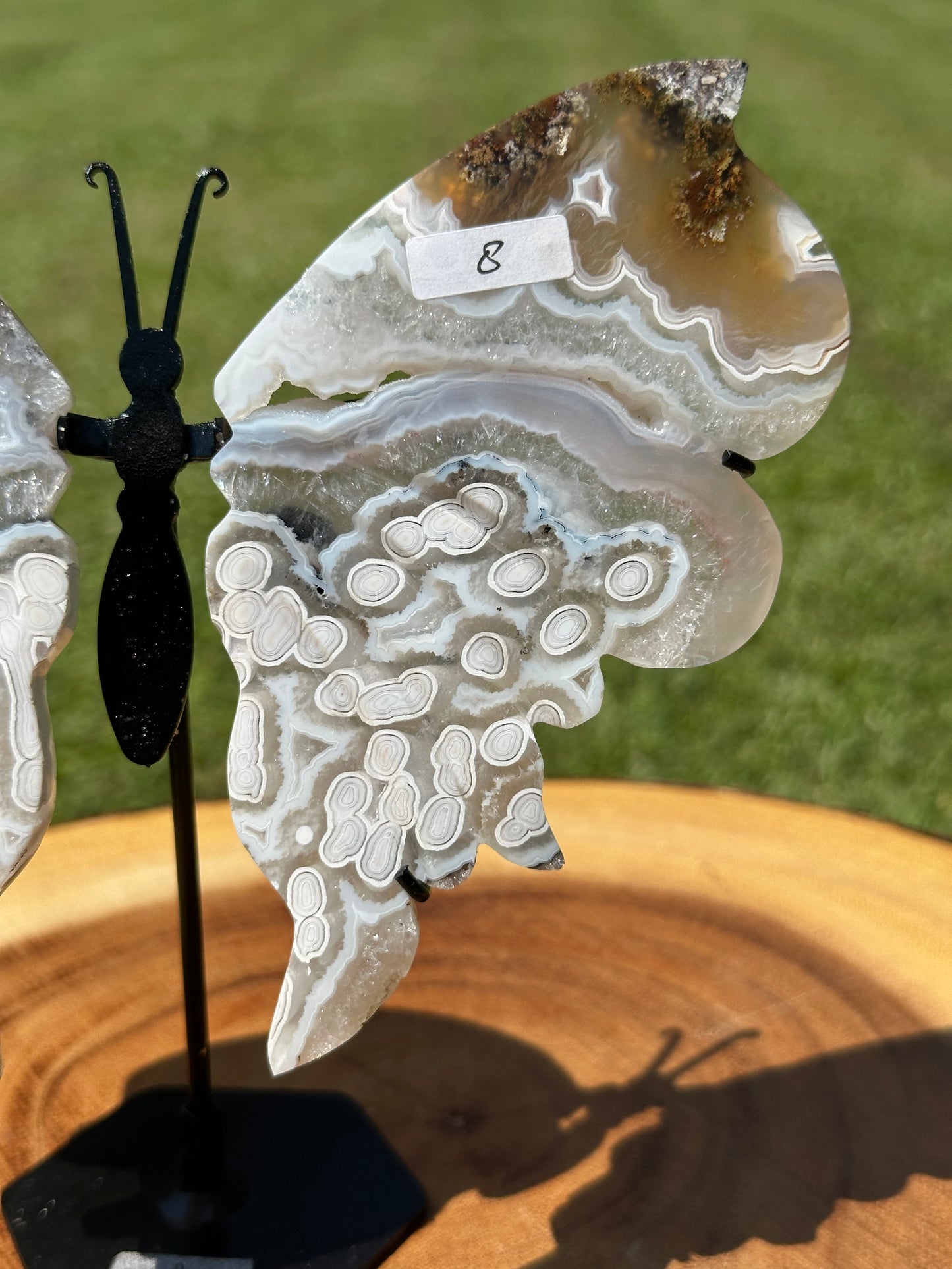 Orbicular Scenic Moss Butterfly (8)