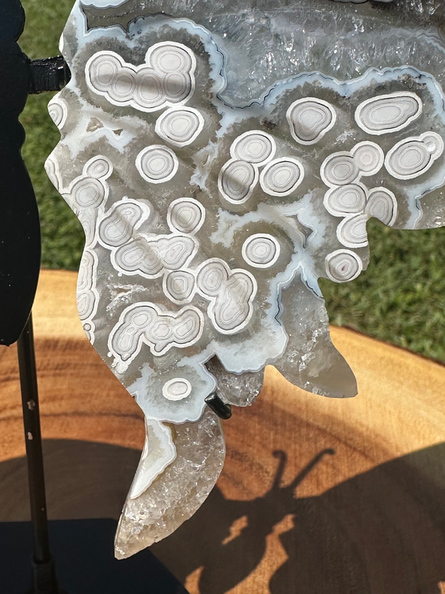 Orbicular Scenic Moss Butterfly (5)