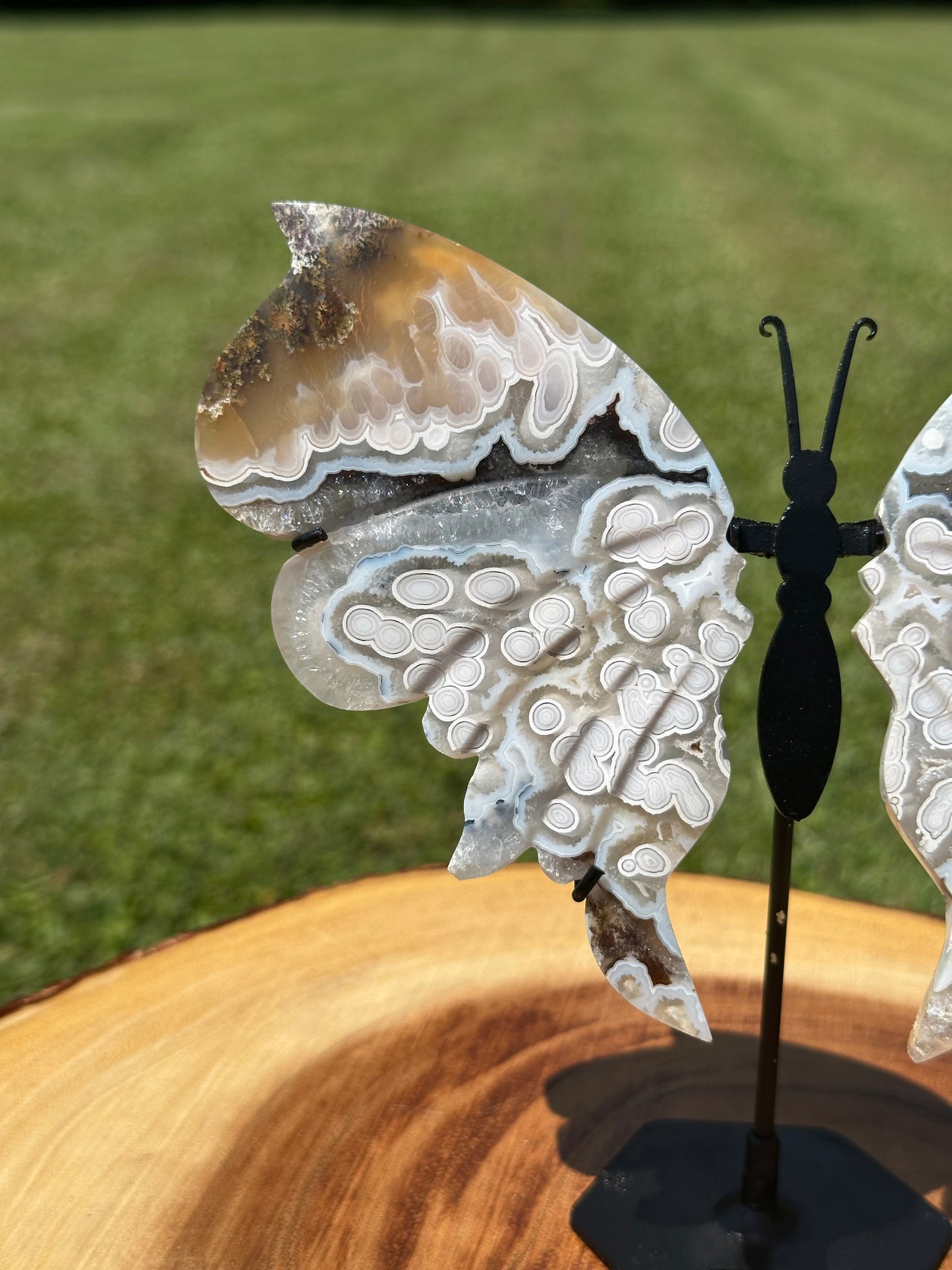 Orbicular Scenic Moss Butterfly (5)