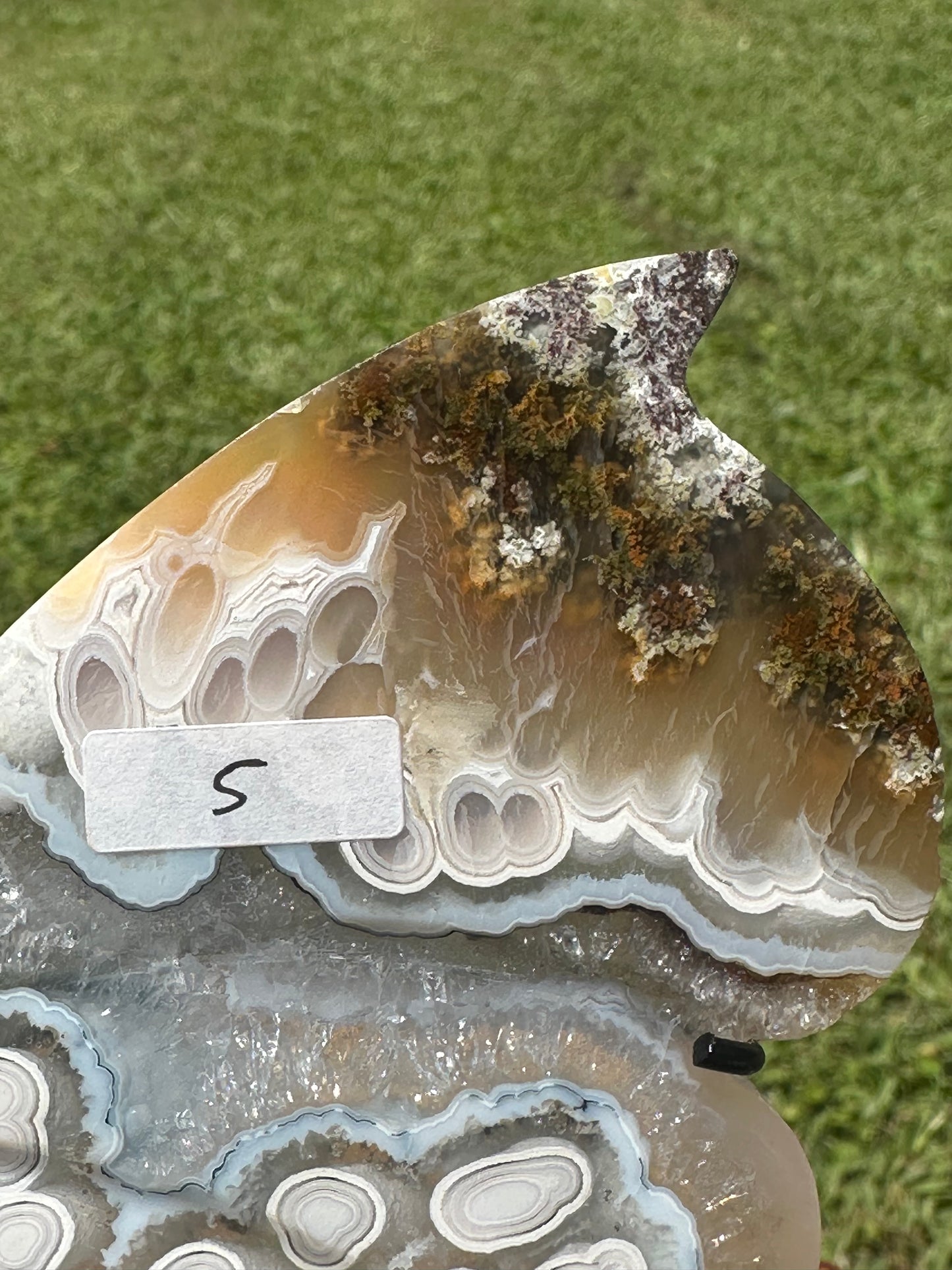 Orbicular Scenic Moss Butterfly (5)