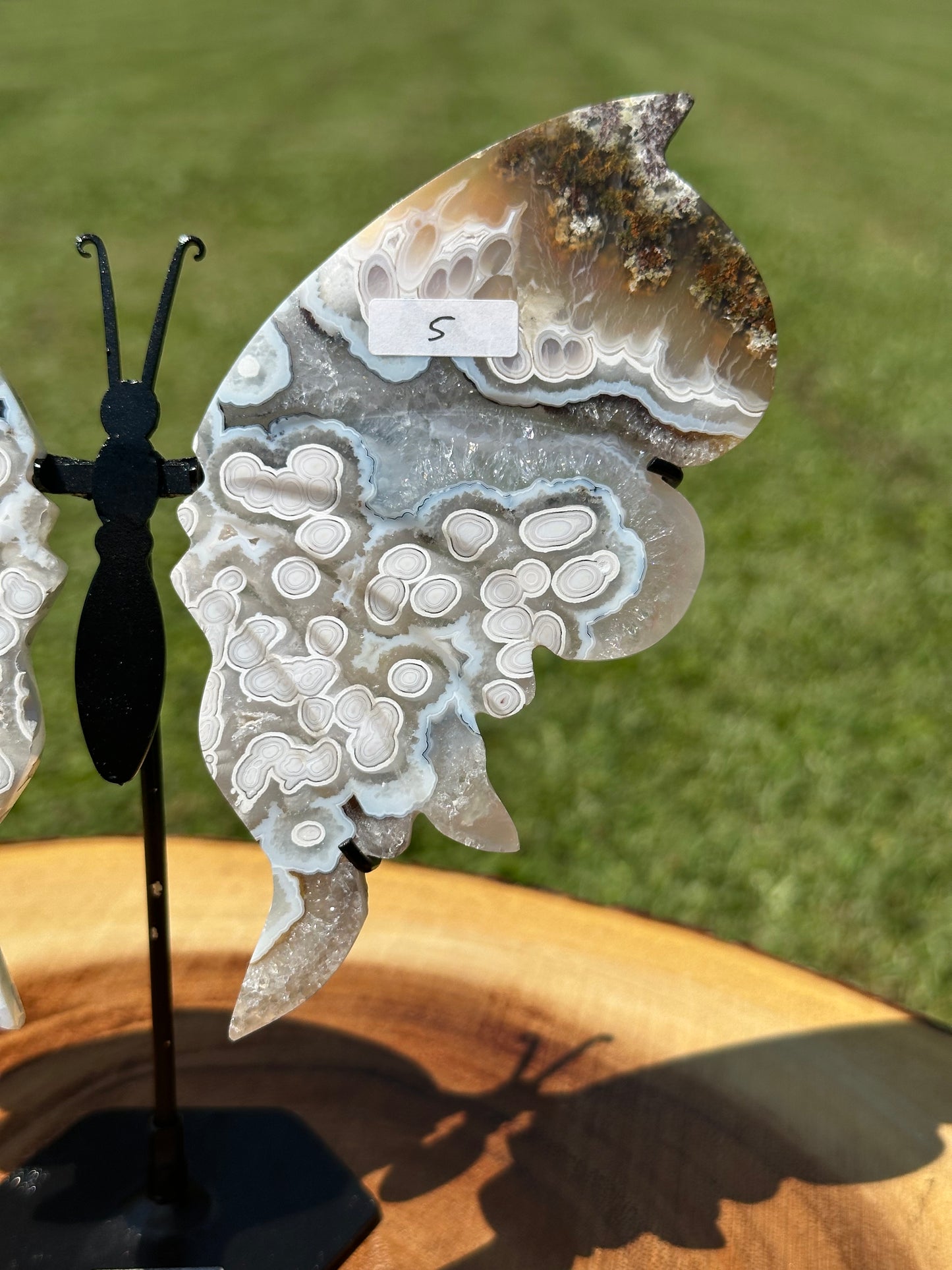 Orbicular Scenic Moss Butterfly (5)