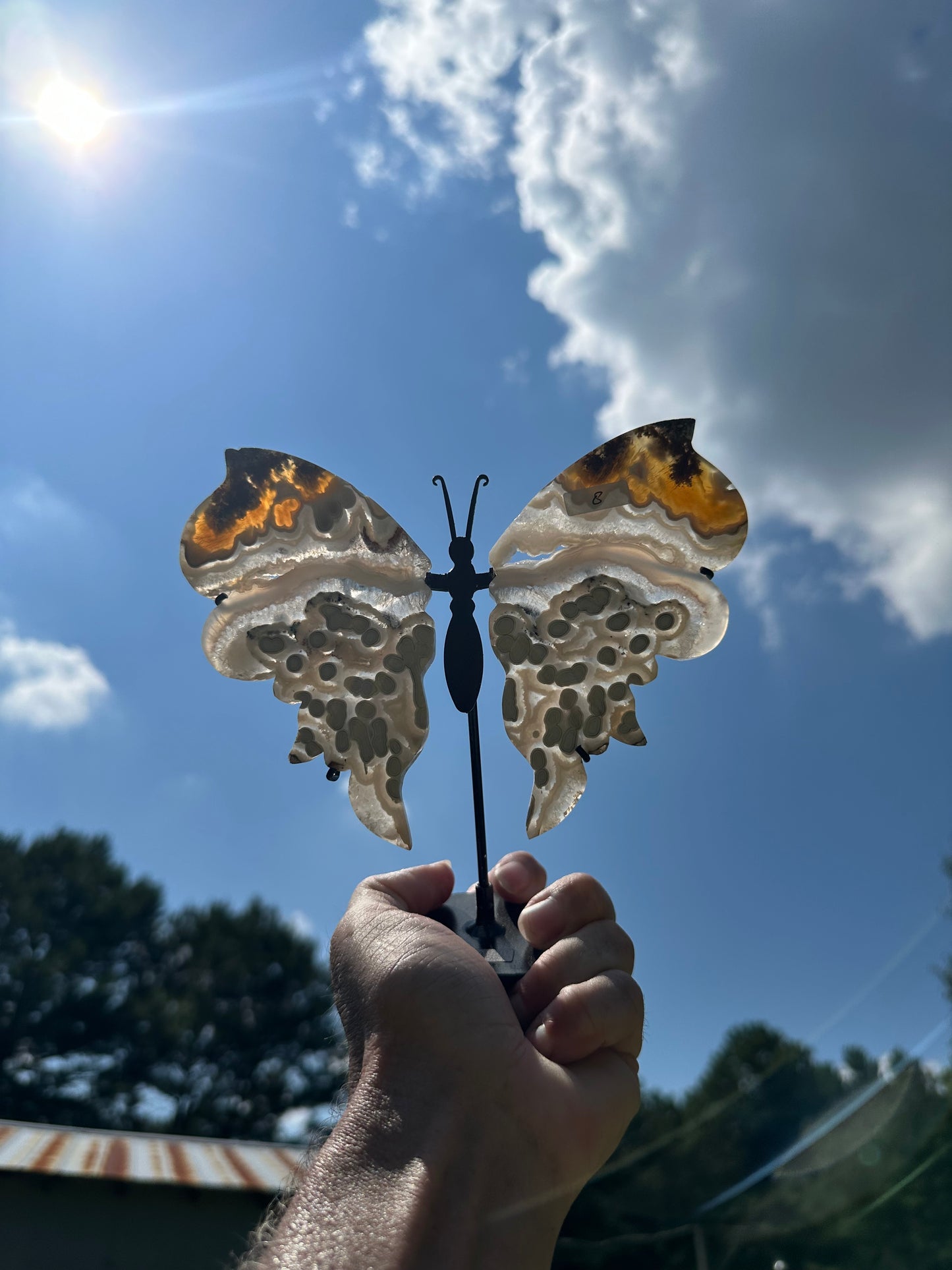 Orbicular Scenic Moss Butterfly (8)