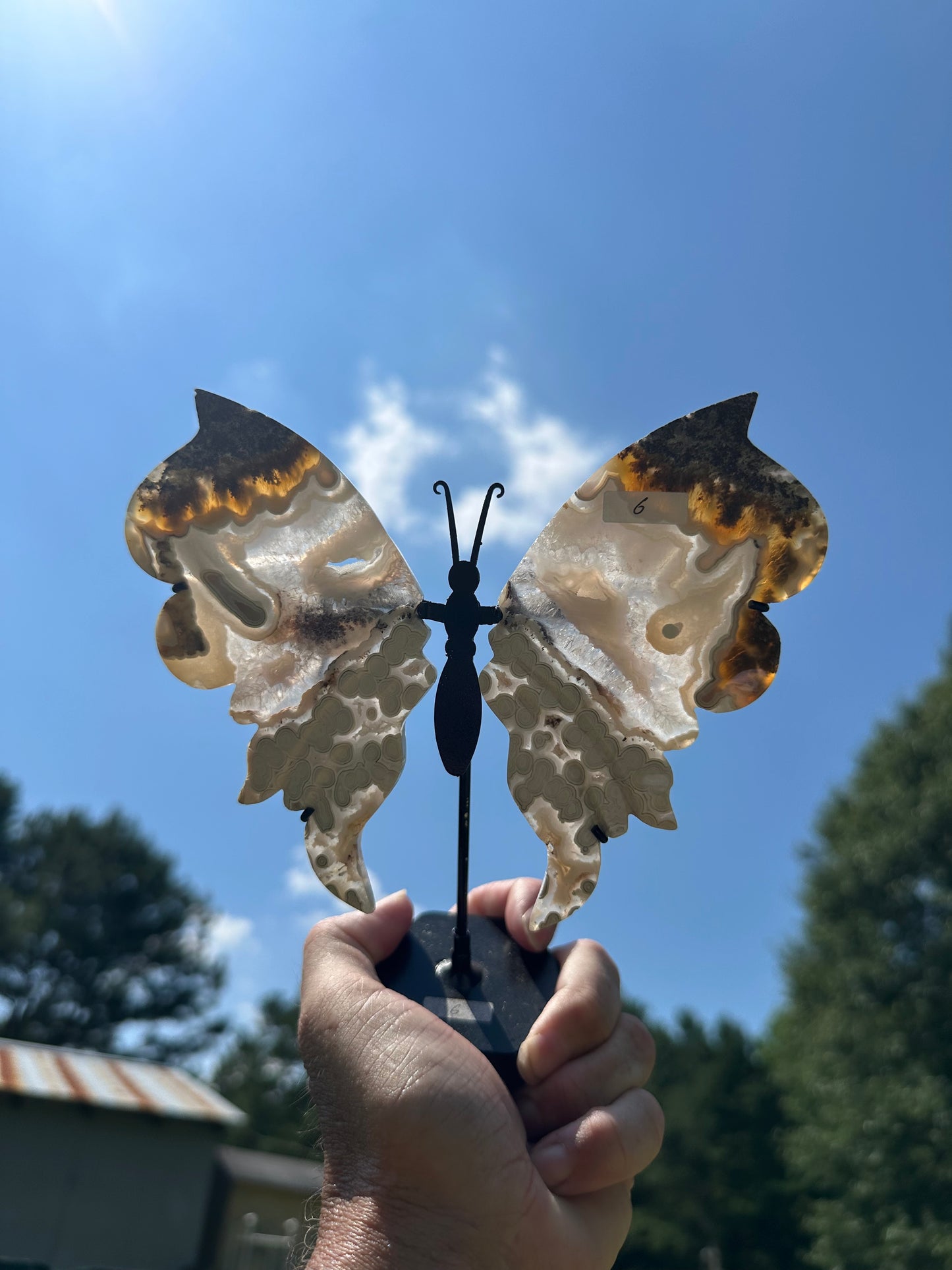 Orbicular Scenic Moss Butterfly (6)