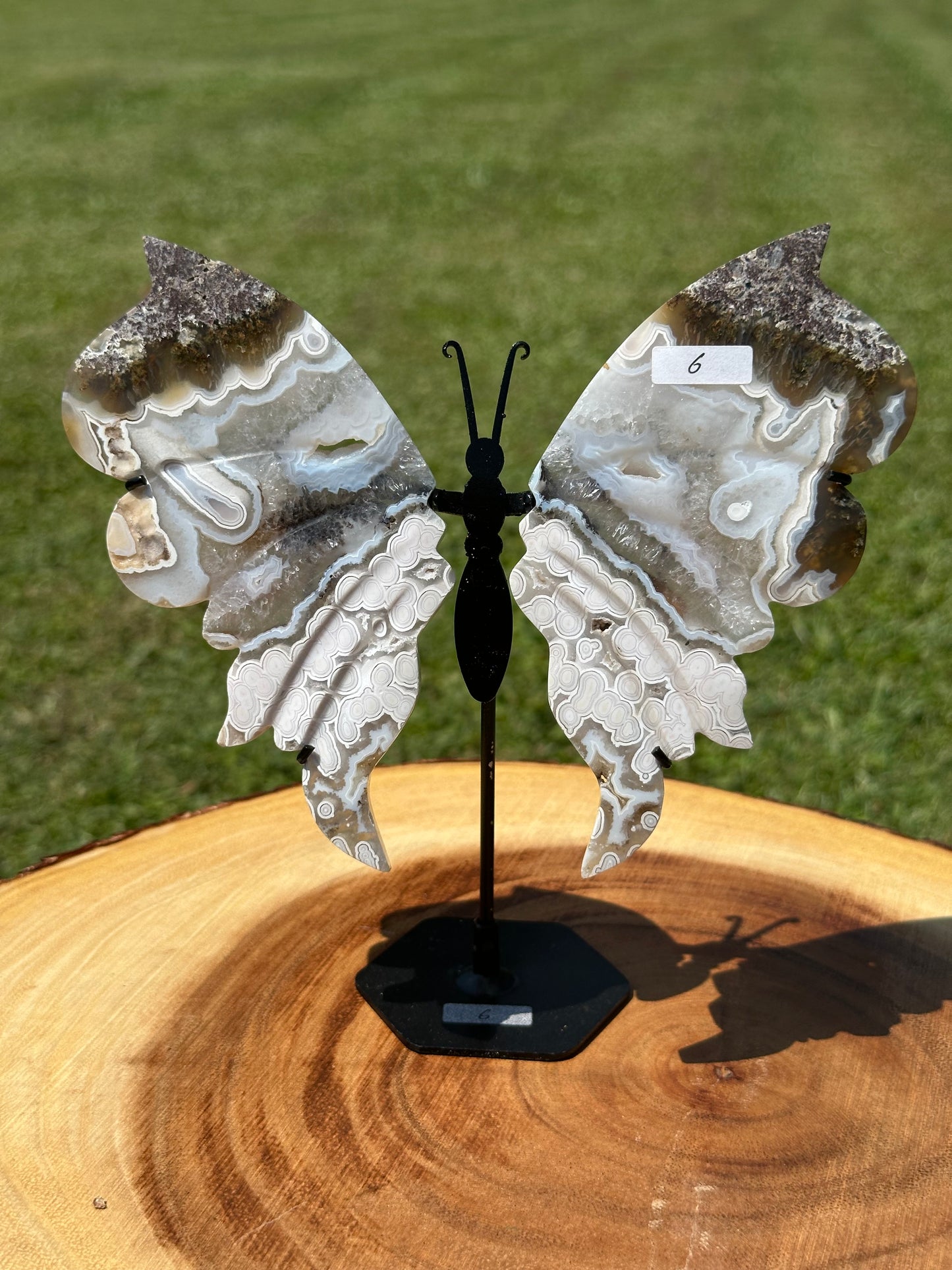 Orbicular Scenic Moss Butterfly (6)