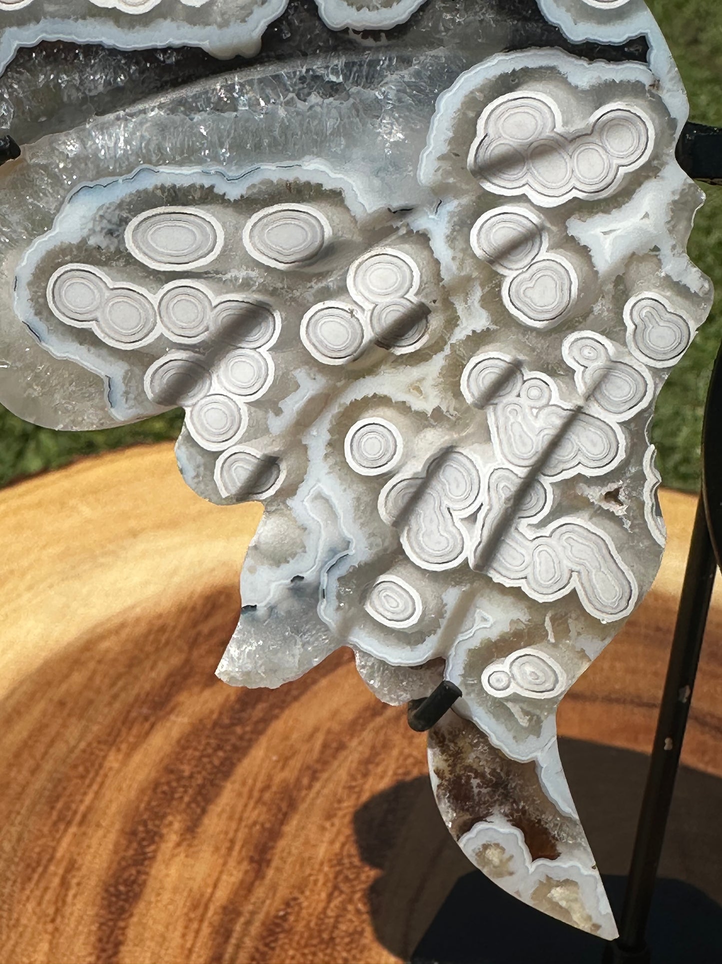 Orbicular Scenic Moss Butterfly (5)