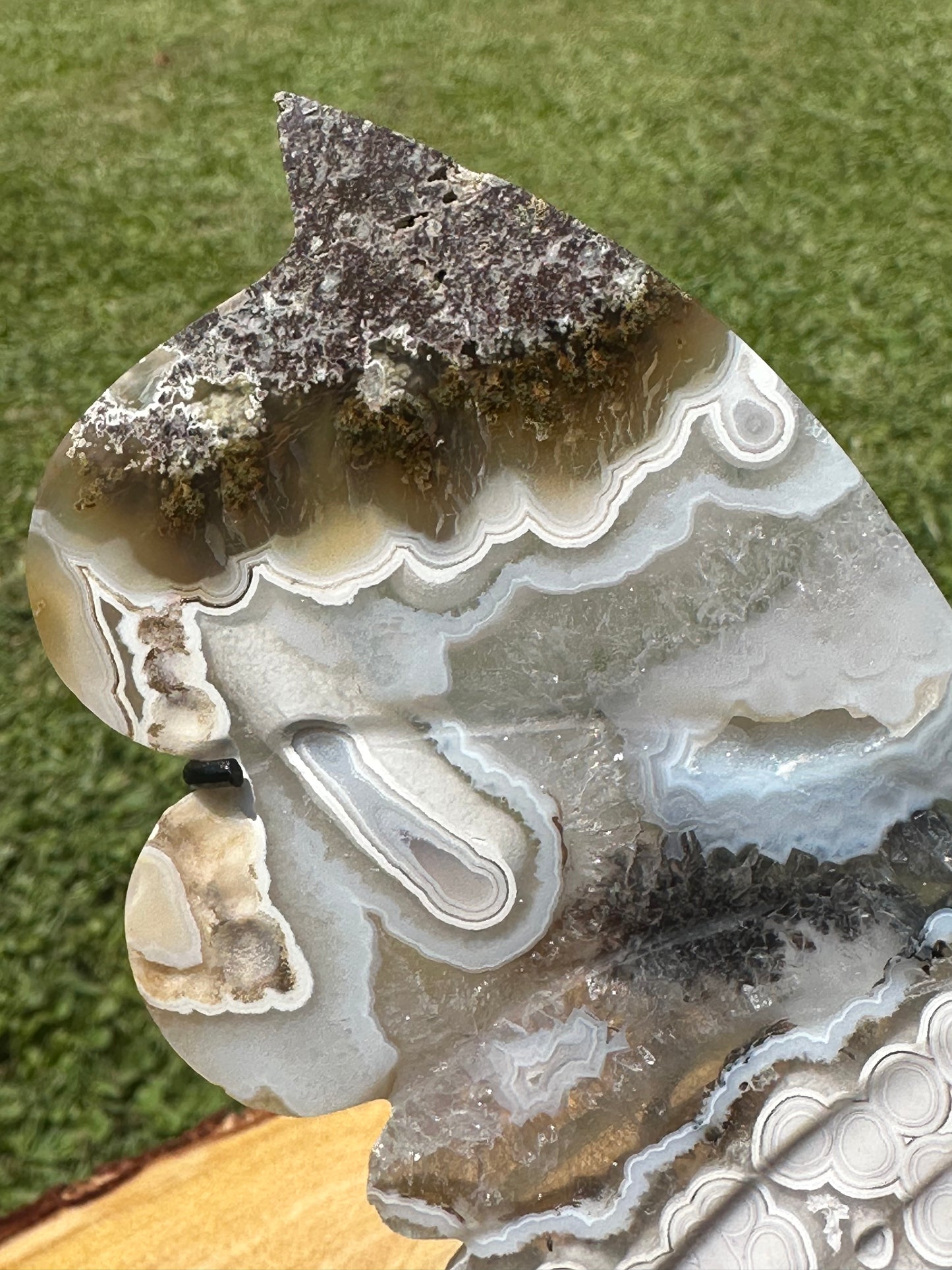 Orbicular Scenic Moss Butterfly (6)