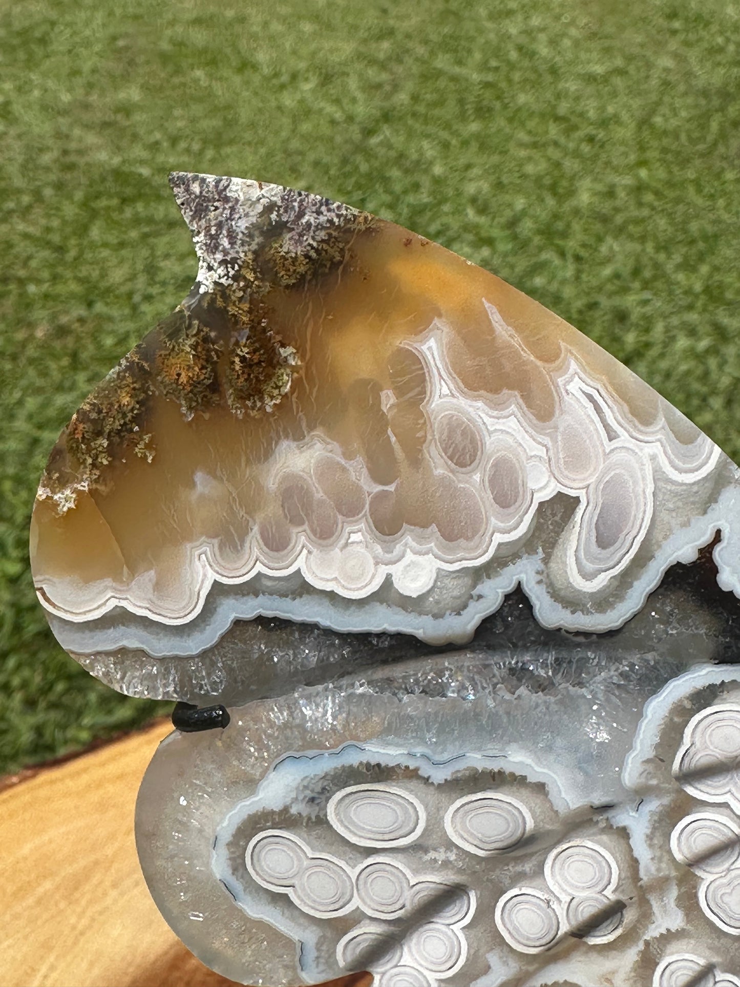 Orbicular Scenic Moss Butterfly (5)